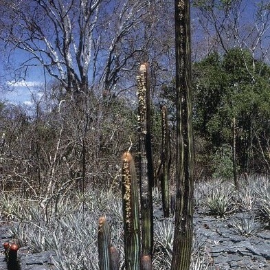 Micranthocereus dolichospermaticus unspecified picture