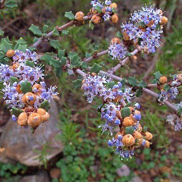 Ceanothus otayensis unspecified picture