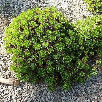 Saxifraga canaliculata unspecified picture