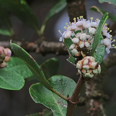 Ceanothus ferrisiae unspecified picture