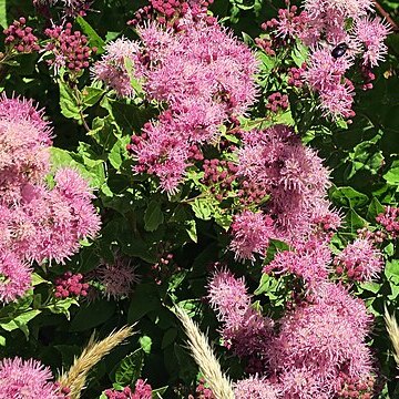 Ageratina occidentalis unspecified picture