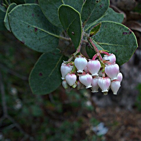 Arctostaphylos catalinae unspecified picture