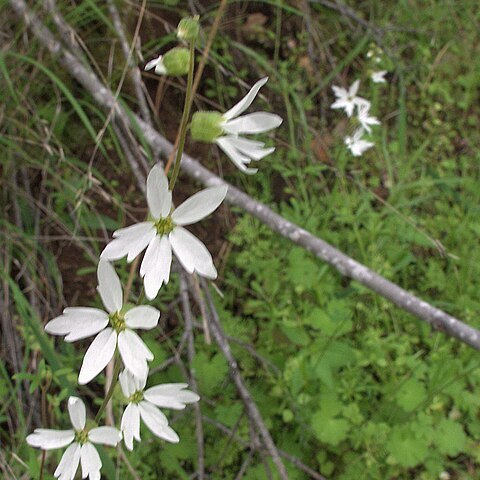 Lithophragma heterophyllum unspecified picture