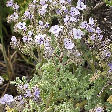 Phacelia floribunda unspecified picture