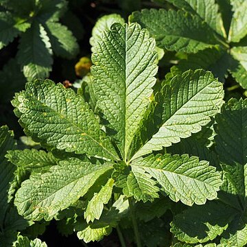 Potentilla pamiroalaica unspecified picture