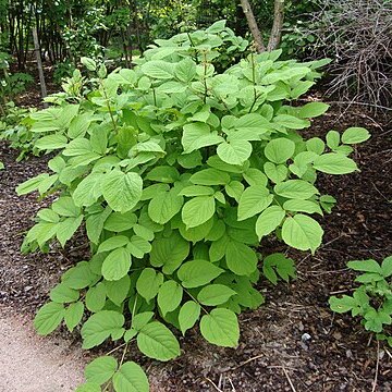 Aralia continentalis unspecified picture