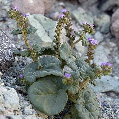 Phacelia pachyphylla unspecified picture