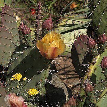 Opuntia x occidentalis unspecified picture