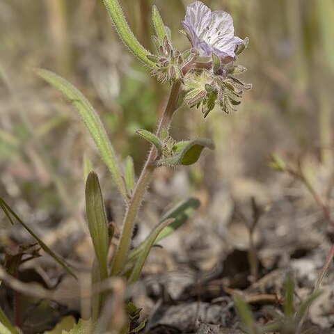 Phacelia exilis unspecified picture