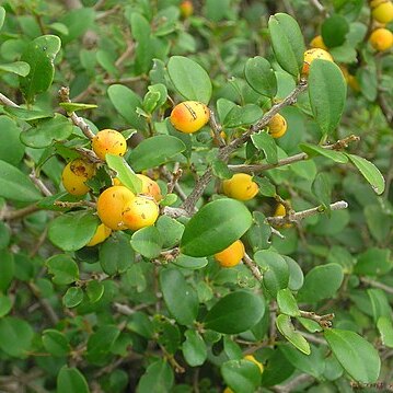 Diospyros ferrea unspecified picture