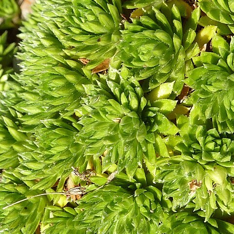 Saxifraga juniperifolia unspecified picture