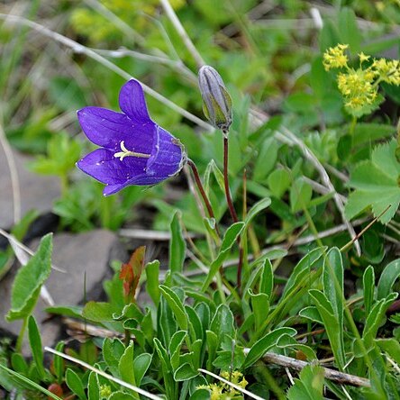 Campanula tridentata unspecified picture