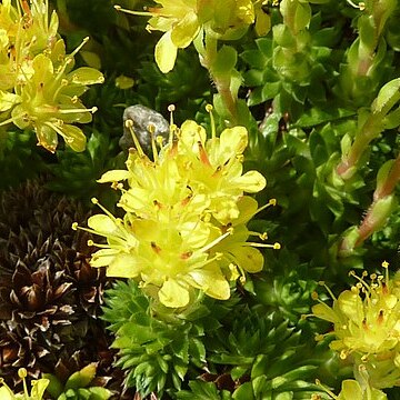 Saxifraga juniperifolia unspecified picture