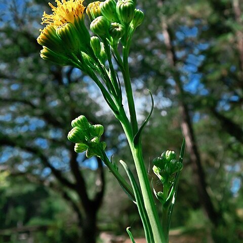 Senecio hydrophiloides unspecified picture