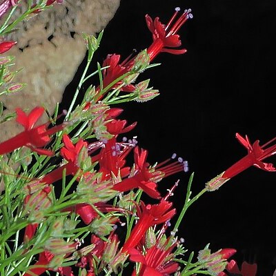 Ipomopsis tenuifolia unspecified picture