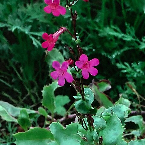 Penstemon stephensii unspecified picture