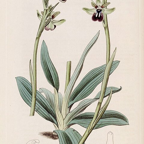 Ophrys sphegodes subsp. atrata unspecified picture