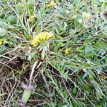 Taraxacum brachyglossum unspecified picture