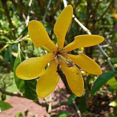 Gardenia mutabilis unspecified picture