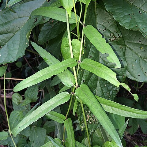 Paederia linearis unspecified picture