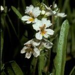 Euphrasia meiantha flower picture by Daniel Barthelemy (cc-by-nc)