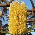 Banksia integrifolia flower picture by ian connop (cc-by-sa)