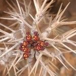 Euphorbia officinarum flower picture by Maarten Vanhove (cc-by-sa)