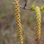 Betula papyrifera flower picture by dredodo (cc-by-sa)