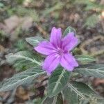 Ruellia makoyana flower picture by Makoto Makoto (cc-by-sa)