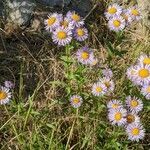 Erigeron speciosus habit picture by Sabina Hartmann (cc-by-sa)