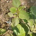 Amaranthus viridis habit picture by Enthu Gardner (cc-by-sa)