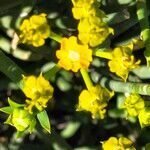 Euphorbia mauritanica flower picture by Maarten Vanhove (cc-by-sa)