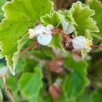 Begonia hirtella flower picture by Frederick Henderson (cc-by-sa)