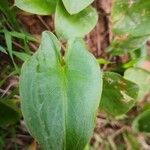 Arisarum simorrhinum leaf picture by Akim Younsi (cc-by-sa)