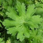 Geranium ibericum leaf picture by Dieter Albrecht (cc-by-sa)