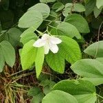 Bauhinia acuminata leaf picture by Narendra Sahu (cc-by-sa)