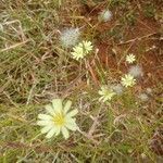 Launaea hafunensis habit picture by susan brown (cc-by-sa)