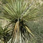 Yucca schidigera flower picture by Daniel Barthelemy (cc-by-nc)