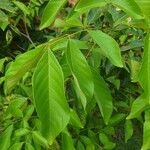 Annona squamosa leaf picture by Krishna Varun (cc-by-sa)