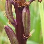 Anacamptis laxiflora fruit picture by Pierre LEON (cc-by-sa)