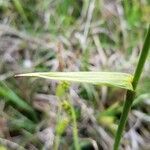 Eriophorum latifolium leaf picture by Régis KRIEG-JACQUIER (cc-by-sa)