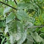 Bidens elgonensis leaf picture by susan brown (cc-by-sa)