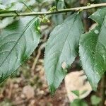 Erythrococca bongensis leaf picture by susan brown (cc-by-sa)