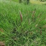 Tetrapogon roxburghiana habit picture by susan brown (cc-by-sa)