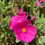 Cistus crispus flower picture by Finalé Duan (cc-by-sa)