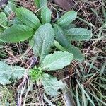 Lactuca virosa habit picture by Joseph Dupont (cc-by-sa)