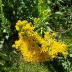 Solidago rigida flower picture by kerry kerry (cc-by-sa)