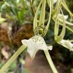 Brassia verrucosa flower picture by Nadia (cc-by-sa)