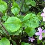 Claytonia sibirica leaf picture by Terje Norli (cc-by-sa)