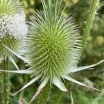 Dipsacus laciniatus flower picture by Илья Щуров (cc-by-sa)